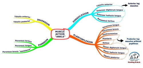 Muscle Action Ankle