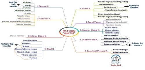 Nerve Supply for lower limb